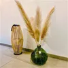 Den nya 20pcslot hela Phragmites naturligt torkat dekorativt pampasgräs för hembröllopsdekoration blomma gäng 5660 cm 209 7747314