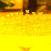 Klipy do włosów Barrettes Moda ślubna księżniczka Tiaras Kobiety Dziewczyny Butterfly Light Luksusowe opaski koronowe Cyrkonia Ślubne Headpieces Żyd