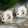 1-10ピース本物の動物の頭蓋骨標本の集団研究210318