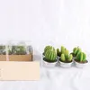 Succulent plant candles paraffin wax cactus candles 6pcs / lot birthday Home Décor T2I53305