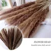 Decoratieve bloemen kransen 30pc pampas gras natuurlijke gedroogde boeket boho echte bloem bos planten thuis bruiloft kerstfeest decoraties