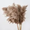 Stems Natural Dried Pampas Grass Flower Tall Large Fluffy for Home Office Wedding Events Decoration Raw Color Plume Flower Bunch Small Real Reed Plant Ornaments