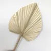 10 sztuk / 15 * 35 CM, Naturalny Suszony Fan Palm, Eternell Display Origining Flower Art Craft Home Dekoracje Ślubne Po rekwizytów Akcesoria 210624