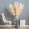 80-140cm pampas gräs Stor naturlig vit grå torkad blomma bukett fluffig för boho vintage hem bröllop dekoration 220311