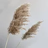 Dekorativa blommor kransar torkade vass naturliga växter gäng liten pampas gräs DIY CRAFT bröllop bukett POGGE rekvisita hem dekoration su