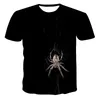 spinne t