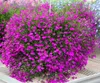 Decorações de jardim 500 pcs Rock Cress Showy Flor Sementes para Plantas Bonsai Purify o ar absorver gases prejudiciais a taxa de germinação 95% crescente temporada de plantio
