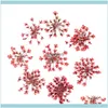 サロンヘルスビューティーラーブスタークラスタードライフラワーマニキュアステッカーdiy保存本物の花のネイルアートデコレーション釘aessories1