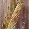 5 Stück getrocknete natürliche Blumen Sago Cycas Zweig, Fruticose Dracaena trockene Palmenfächerblätter, Party-Kunst-Wandbehang, Hochzeitsdekoration 211120