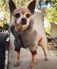 Moda Cani Felpa con cappuccio Cappotto Abbigliamento Lettera Stampata Giacca per animali Abbigliamento per cani Schnauzer Teddy Pug Puppy Costume