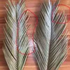 5PCS Fleurs Naturelles Séchées Branche De Cycas De Sagou, Feuilles D'éventail De Palmier fruticuleux Dracaena, Tenture Murale D'art De Fête, Décoration De Mariage 211120