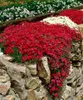 Decorações de jardim 500 pcs Rock Cress Showy Flor Sementes para Plantas Bonsai Purify o ar absorver gases prejudiciais a taxa de germinação 95% crescente temporada de plantio