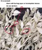Cirka 35 g 3045 cm dekorativa torkade blommor bevarade ruscusblad bukett lycklig bambu diy blommig dekoration för hembröllop 219499835