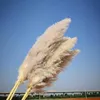 Il nuovo 20 pzlotto intero Phragmites erba di pampa decorativa secca naturale per la decorazione domestica di nozze mazzo di fiori 5660 cm 209 7747314