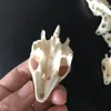 50pcs10pcs chincmys reevesiiタートルスカルクラフトジュエリーエドゥーカチ型剥製の奇妙な顎のない動物の頭蓋骨210314306181