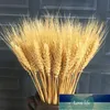 Real Pszenicy Kwiat Dekoracji Naturalne Pampas Tail Grass Suszone Kwiaty Dla Wesele DIY Craft Scrapbook Bukiet1