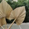 10 sztuk / 15 * 35 CM, Naturalny Suszony Fan Palm, Eternell Display Origining Flower Art Craft Home Dekoracje Ślubne Po rekwizytów Akcesoria 210624