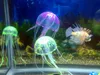 Fisch-Wasserdekorationen, Simulation von Quallen, Aquarium-Dekorationen, große künstliche Quallen, fluoreszierender Leuchteffekt