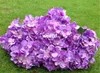 Silk Europese hortensia's 50cm1969quot lengte kunstmatige hortensia bush 7 bloemkoppen per bos 6 kleuren voor bruiloftsbloem1294459