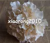 뜨거운 실크 수국 꽃 dia. 16cm / 6.3 "DIY Bridal Bouquet 손목 Corsage Wedding Centicle을위한 인공 꽃 수국