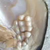 Grandi perle di ostrica Monster Pearl Oyster Incredibile naturale multi colore Perla d'acqua dolce Oyster in confezione sottovuoto 10 pezzi / lotto BP008