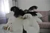 200 pcslot 1416 pouces 3540 cm plumes d'autruche noires et blanches pour pièce maîtresse de mariage pièce maîtresse de table de fête de mariage 1068322