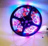 5 metros por rolo RGB LED Strip Light SMD 2835 300 LEDS 12 volts 60ledsm não impermeável 24 teclas controle remoto 2A adaptador de energia 6702035