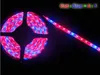 Whole5m 5050 DC12V LED Strip plant grow lights Red Blue 41517181 for greenhouse Hydroponic plant Growing5mlot7625273