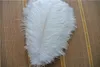 Plumes d'autruche blanches, 100 pièces, 1416 pouces, 3540cm, pour décoration de pièce maîtresse de mariage, événement de fête de mariage, supplise7777385