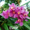 Loss Promotion!100 PCS/Lot Red Cymbidium Orchid Balcony Bonsai Seeds Bonsai Garden Flower Seeds Orchid,#QMCKLT