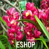 Loss Promotion!100 PCS/Lot Red Cymbidium Orchid Balcony Bonsai Seeds Bonsai Garden Flower Seeds Orchid,#QMCKLT