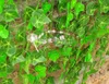 2.5 M long Simulation Ivy Rattan Climbing Vines Green Leaf Artificial Silk Virginia Creeper Wall Decoration Home Decor free shipping