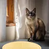 Полукруглый Pet Litter коврик Cat подушки подушки для кормления кроватей мебель