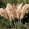 20 Stiele Pampas Gras Bouquet Getrocknete Blume Hochzeit benutzen Weihnachtsdekor Künstliche Blumen Fall Dekorationsdekorationsparty