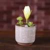 Newice Cracked mini ceramica vaso di fiori colorato carino vaso di fiori per desktop decorazione carnosa piante di piante di piante in vaso ewb6034