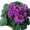 Tuin levert grote promotie! 100 stks / tas Afrikaanse viooltjes Bloemzaden Zeldzame Tuinen Bonsai Perennial Flower Seed Scary Complete Gemengde Violet Seed9299