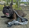 Chien Harnais Colliers Laisses Réglable Respirant Pet Gilet En Nylon Designer Lettre Courir En Plein Air Formation Collier Corde Cravate Collier Fournitures