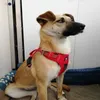Pet Reflective Nylon Dog Harness No Pull Adjustable Medium Large Naughty Dog Vest Safety Vehicular Lead Walking Running 211006