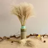 Decoratieve Bloemen Kransen 50 stks Echte Gedroogde Kleine Pampas Gras Bruiloft Bloem Bos Natuurlijke Planten Decor Thuis Phragmites