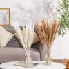 30 قطع dekors صغير القصب المجفف الطبيعي pampas العشب phragmites النباتات الاصطناعية الزفاف زهرة حفنة ل ديكور المنزل 210831