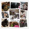 12 sztuk / zestaw szczeniaka Noworodka Zwierzęta Zidentyfikuj Obroża Regulowany Nylon Małe Pet Dog Collar Kotek Naszyjnik Whelping Puppy Collars