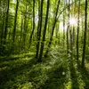 Страна стиль зеленый лес природа пейзаж фото роспись экологически чистые нетканые соломинки 3d индивидуальные обои для стены