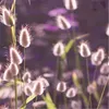 100pcs 토끼 꼬리 잔디 꽃 씨앗 파티오 잔디밭 정원 용품 분재 식물 공기 정화 공기를 흡수하는 유해 가스 빠른 재배 시즌 에어로빅 화분