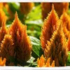 500pcs Cockscomb semi di fiori bonsai rare piante per il giardino festa di nozze decorativo abbellire e purificazione dell'aria il tasso di erba 95% stagione stagionale