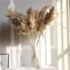 Gerçek doğal kurutulmuş çiçek pampas çim dekoratif bitki düğün kurutulmuş kabarık envanter toptan