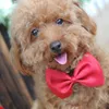 50/100 pcs/lot Mix Colors Wholesale Grooming Accessories Rabbit Cat Dog Bow Tie Adjustable Bowtie Multicolor Pet Products