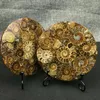 1st Natural Ammonite Shell Gossil Healing Mineral Reiki Exempel Art Collection Stone Artefacts Dekorativa föremål Figurines334P