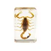 Obiekty dekoracyjne figurki owad sztuczny bursztyn biżuteria skorpion szarańcza okaz