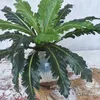 50 cm 18 teste foglie persiane tropicali piante artificiali ramo felce erba plastica foglie di palma pianta parete fogliame decorazione della casa 210624