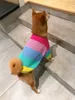 abbigliamento per cani arcobaleno